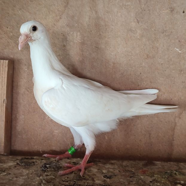 Pui 23-146 - Porumbei vanduti