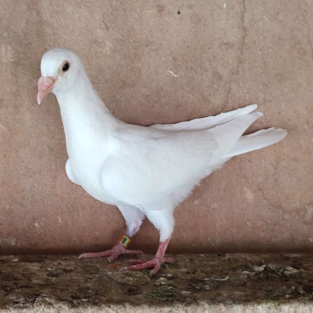 Pui 24-023 - Porumbei vanduti