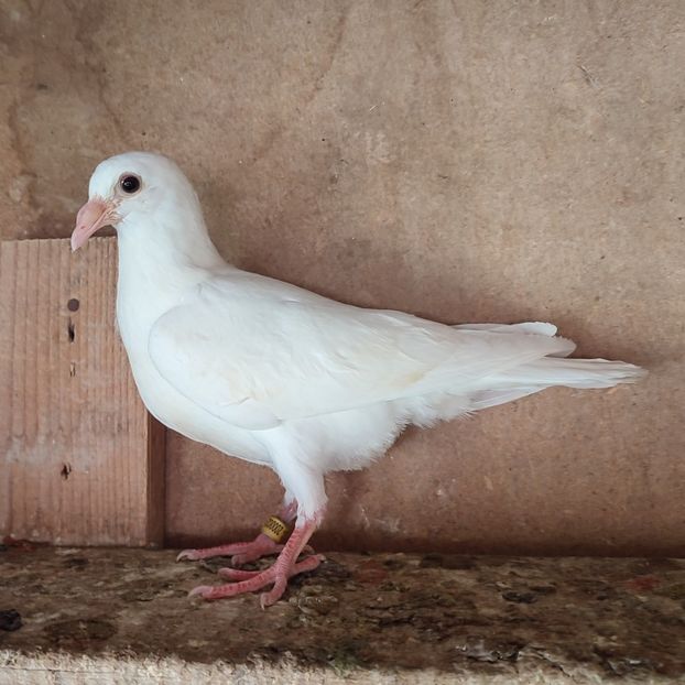 Pui 24-021 - Porumbei vanduti