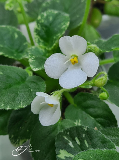  - Alan s Fallen Angel