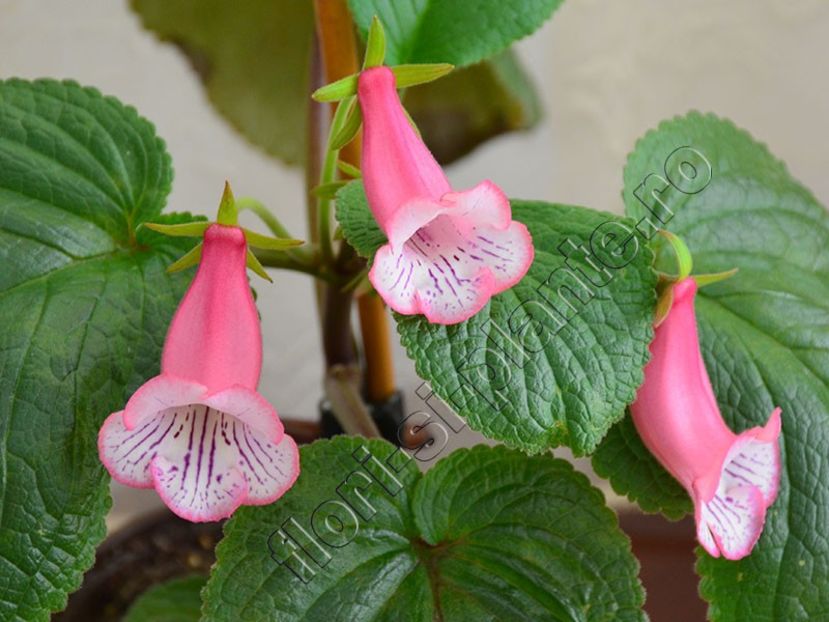 Sinningia Luci Fondant - GLOXINIA-SINNINGIA _COLECTIA 2020_2024