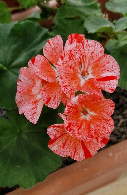 Mosaic red - Muscate 2024