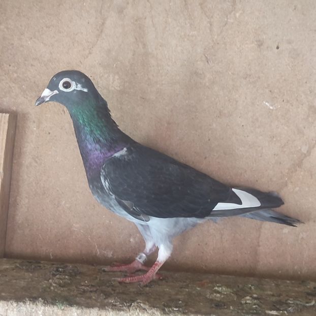 Femela 20-912 - Porumbei vanduti