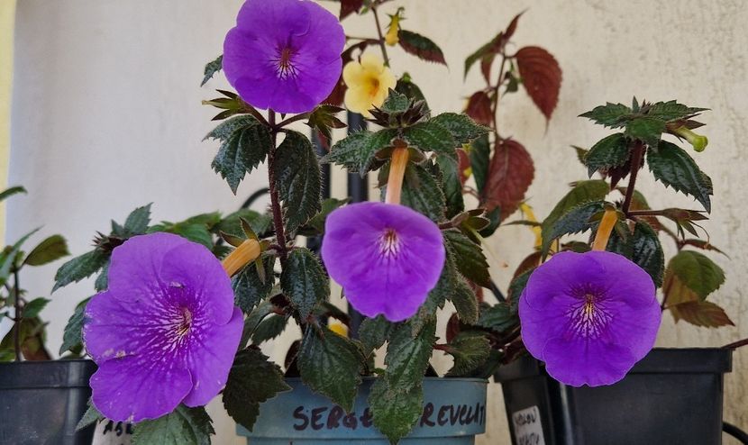 - Serge s Revelation p
