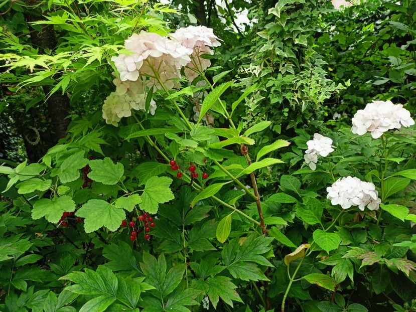 27.06.2024 - Grădina 2024 continuare 3