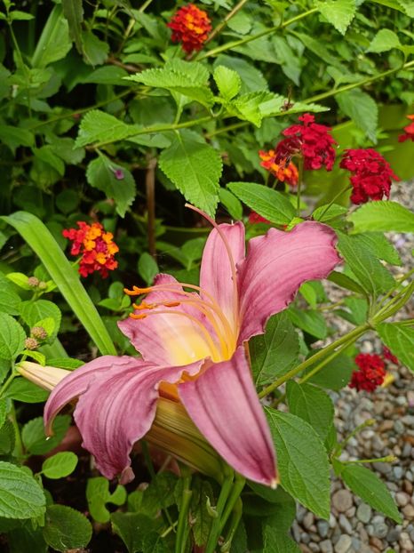  - Grădina 2024 continuare 3