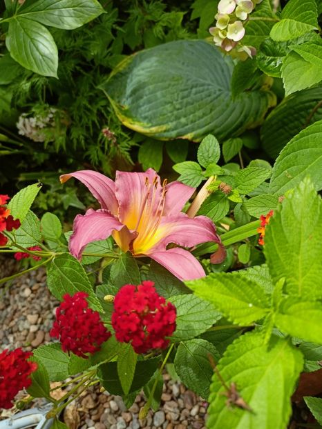  - Grădina 2024 continuare 3