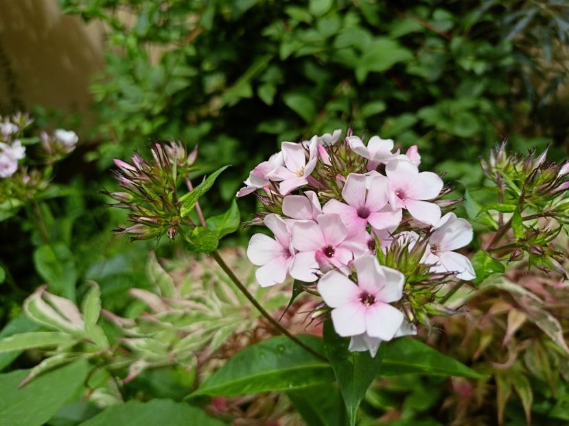  - Grădina 2024 continuare 3