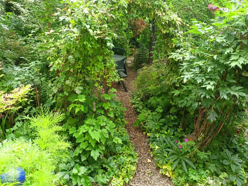  - Grădina 2024 continuare 3