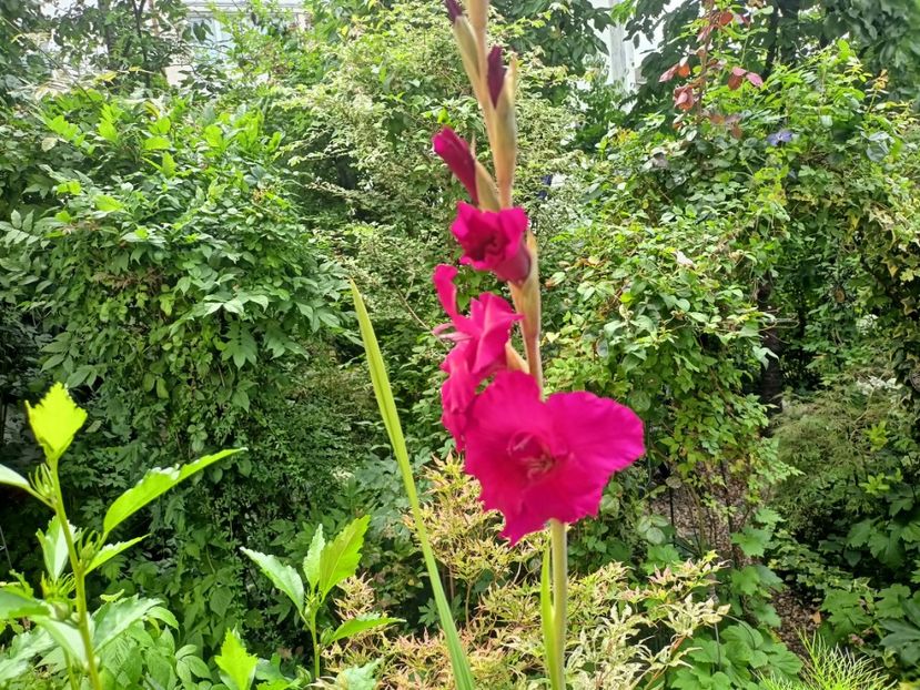  - Grădina 2024 continuare 3