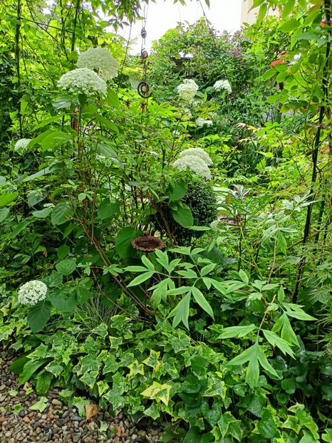  - Grădina 2024 continuare 3