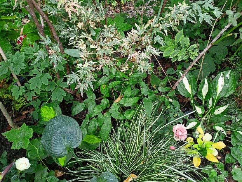 Acer "Taylor" - Grădina 2024 continuare 3