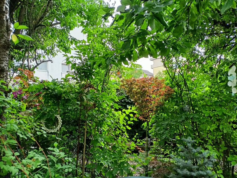  - Grădina 2024 continuare 3