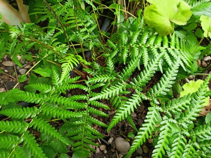 Dicksonia Antarctica - Grădina 2024 continuare 3