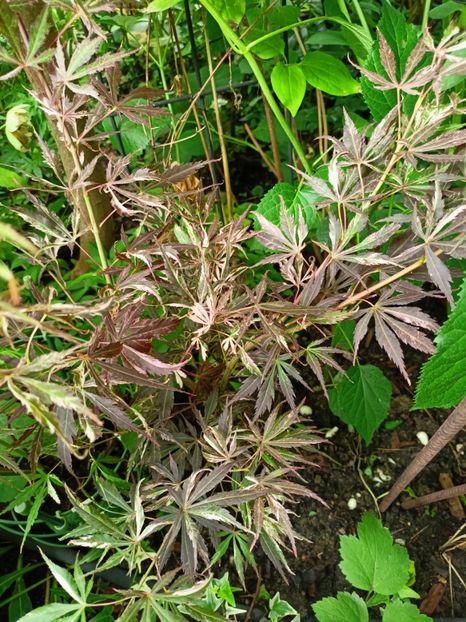 Acer "Lileeanne's Jewel" - Grădina 2024 continuare 3