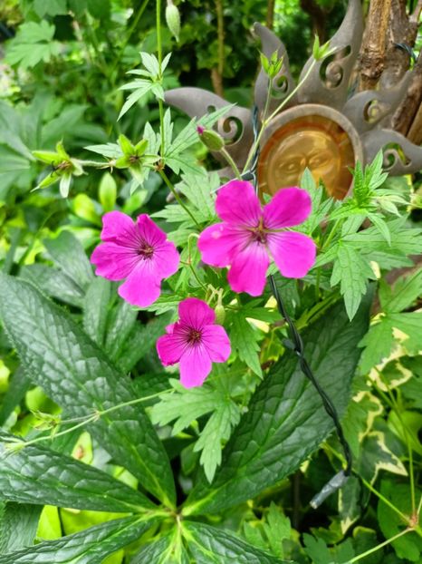  - Grădina 2024 continuare 3