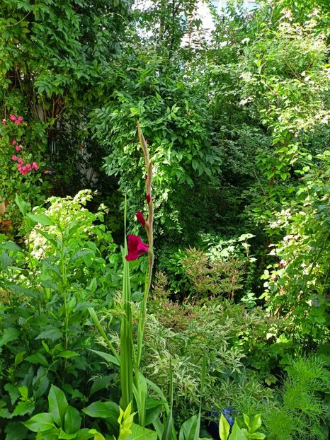  - Grădina 2024 continuare 3