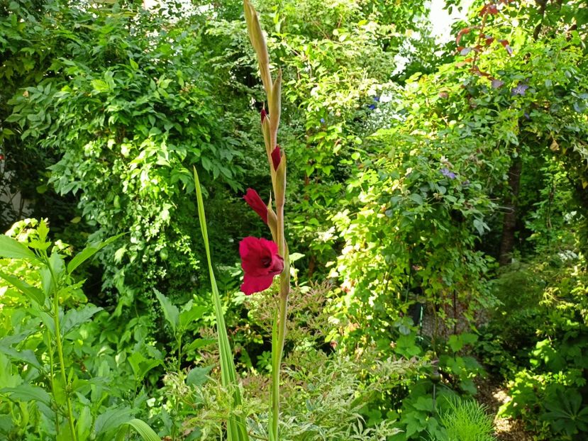  - Grădina 2024 continuare 3