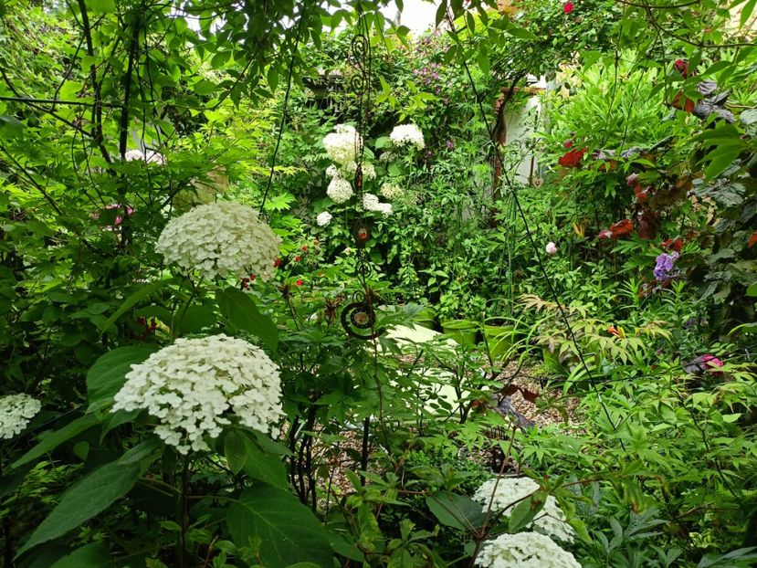  - Grădina 2024 continuare 3