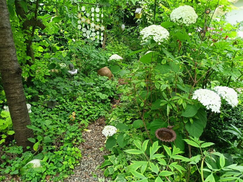  - Grădina 2024 continuare 3