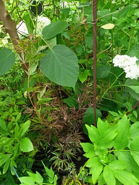  - Grădina 2024 continuare 3