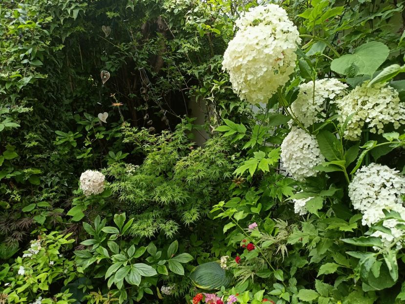  - Grădina 2024 continuare 3