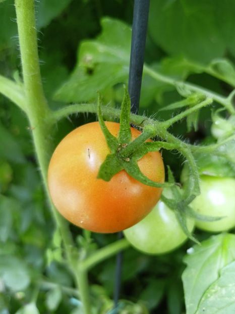  - Grădina 2024 continuare 3