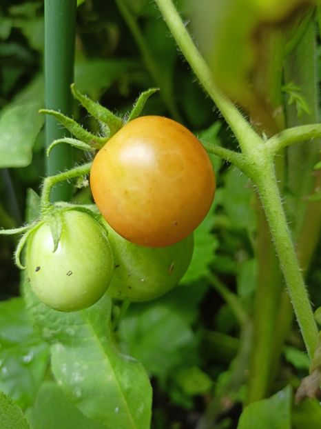  - Grădina 2024 continuare 3