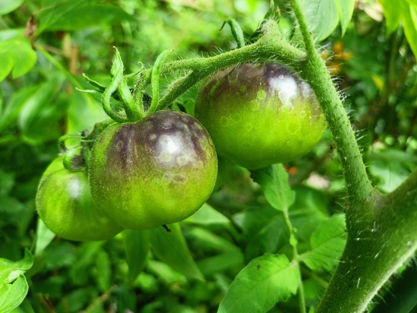  - Grădina 2024 continuare 3