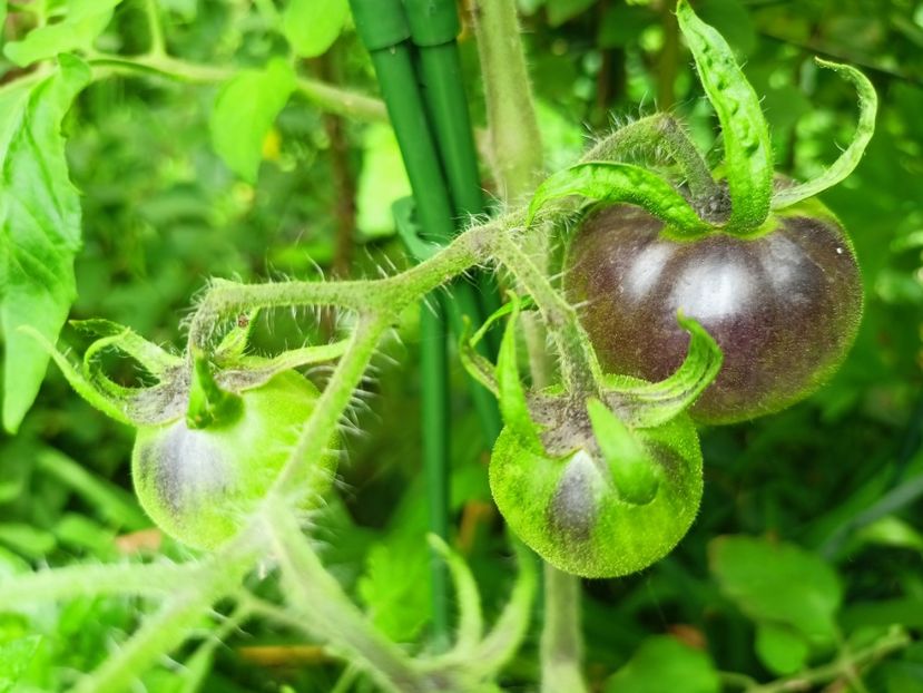  - Grădina 2024 continuare 3