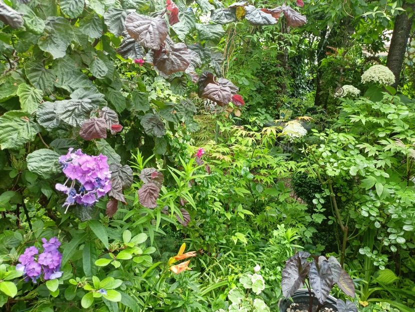  - Grădina 2024 continuare 3