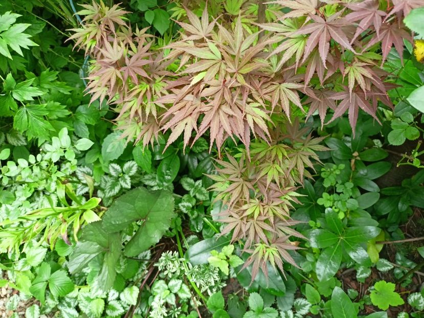  - Grădina 2024 continuare 3