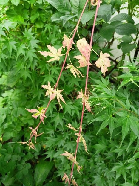  - Grădina 2024 continuare 3