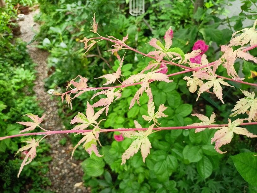  - Grădina 2024 continuare 3