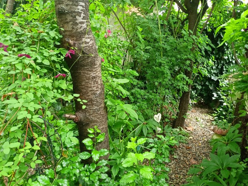  - Grădina 2024 continuare 3