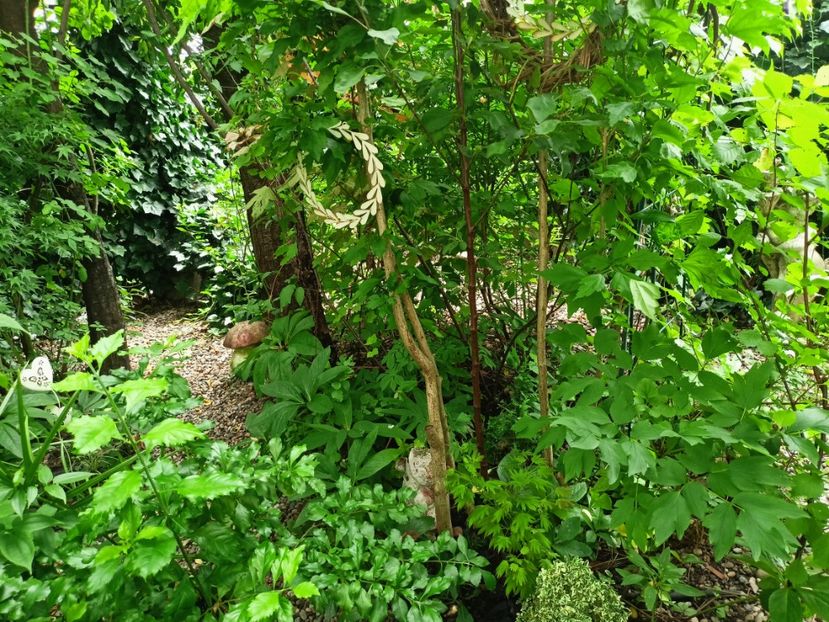  - Grădina 2024 continuare 3