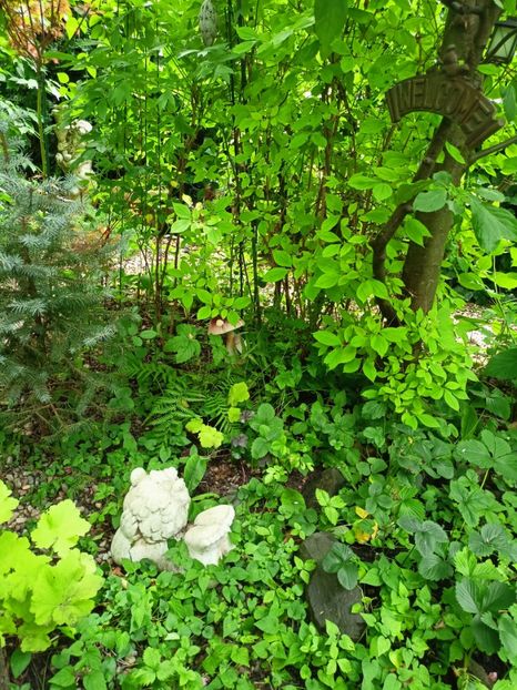  - Grădina 2024 continuare 3