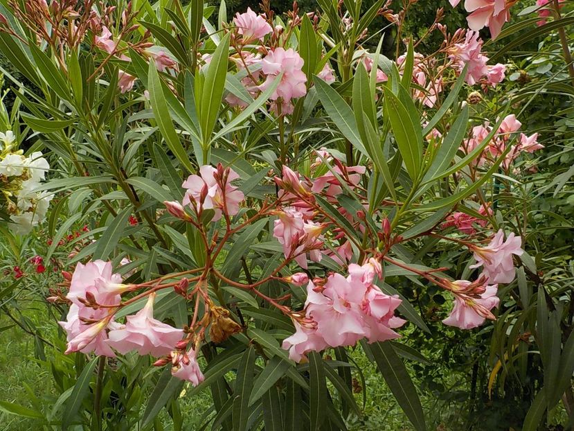  - madam hellena nr82