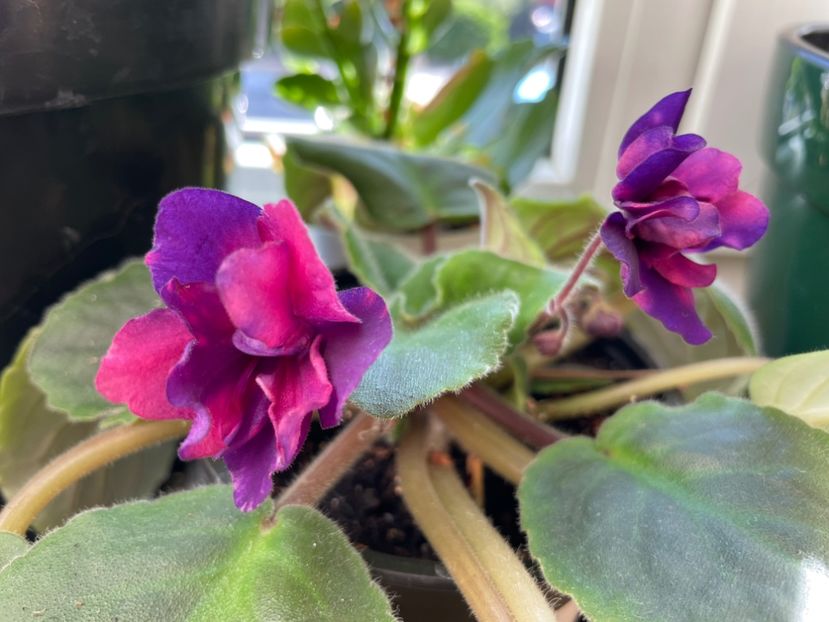  - 001 Violete 2023-2024