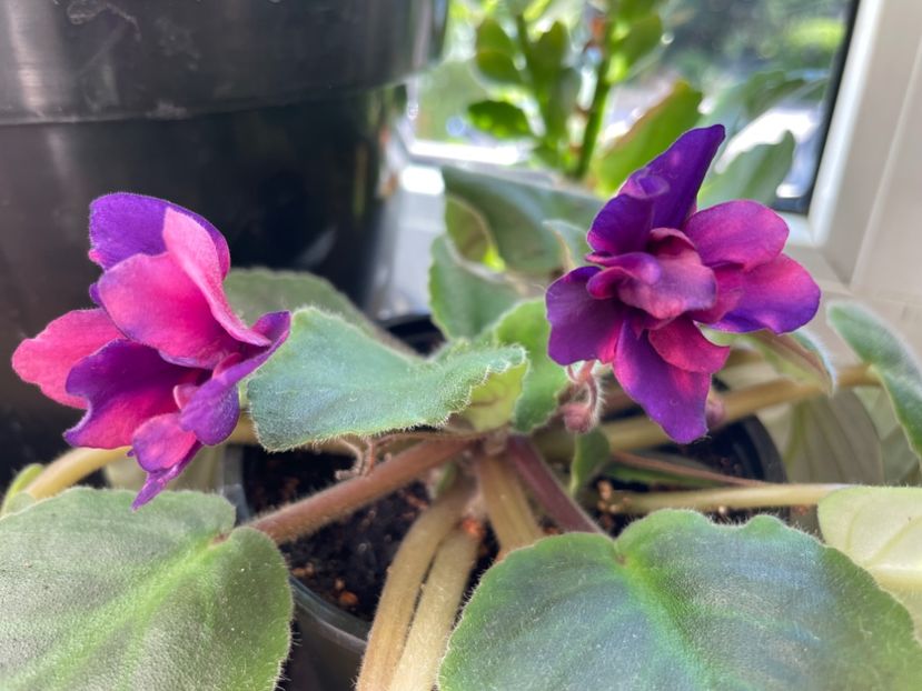  - 001 Violete 2023-2024