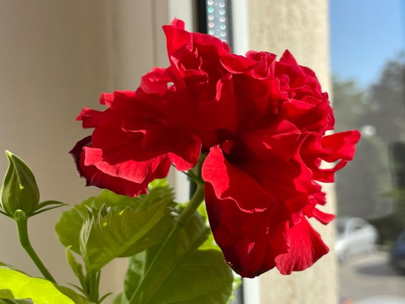  - 001 - Hibiscusi 2024 - 1