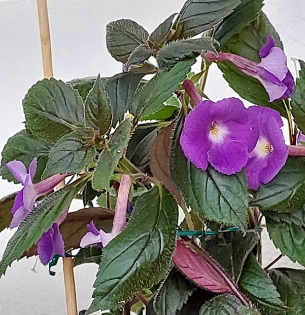  - Purple king