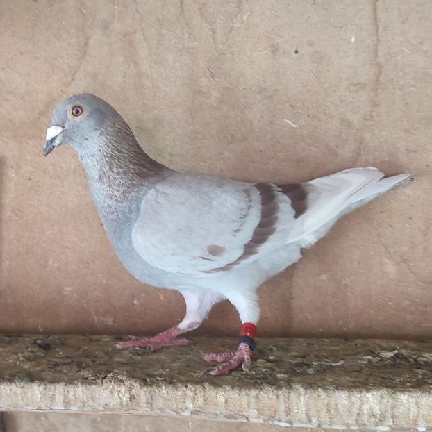 Mascul 22-271 - Porumbei vanduti