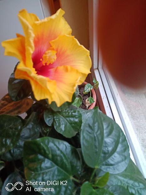 IMG-20221201-WA0000 - Hibiscus 2024