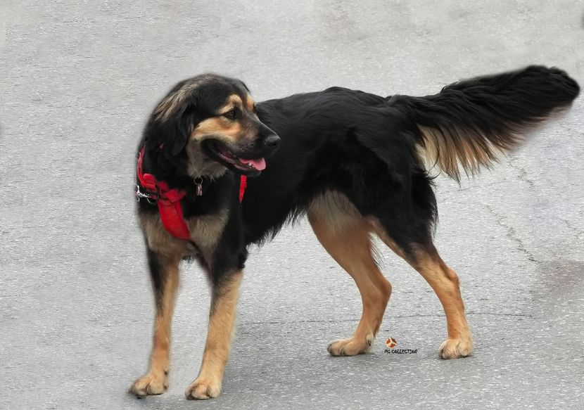 Curious Dog - B - ANIMALS