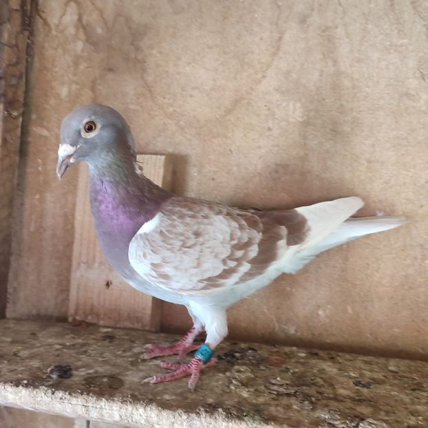 Femela 15-575....-15 lei - Porumbei vanduti