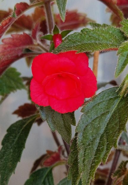 Stan s Delight - Achimenes 2024