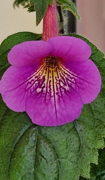 Lionheart F - Achimenes 2024