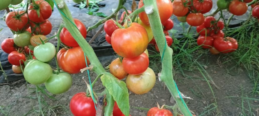  - gradina legume 2024