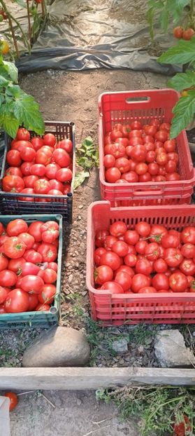  - gradina legume 2024